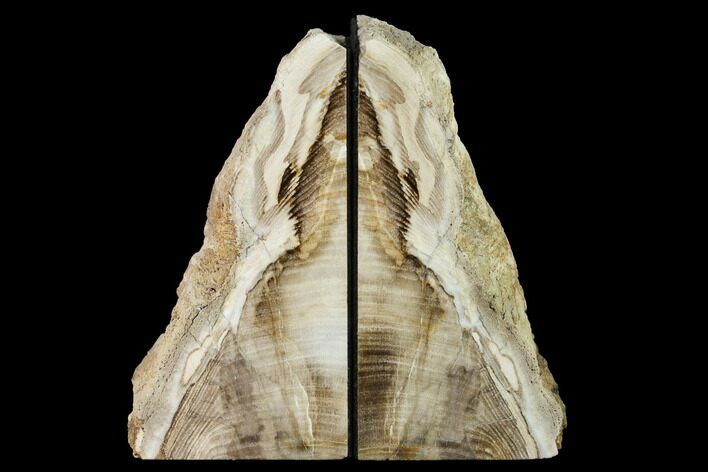 Petrified Wood Bookends - Oregon #171982